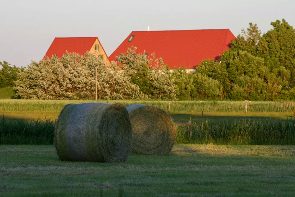 Strohballen auf geernteten Feldern bei Sonnenuntergang auf Pellworm