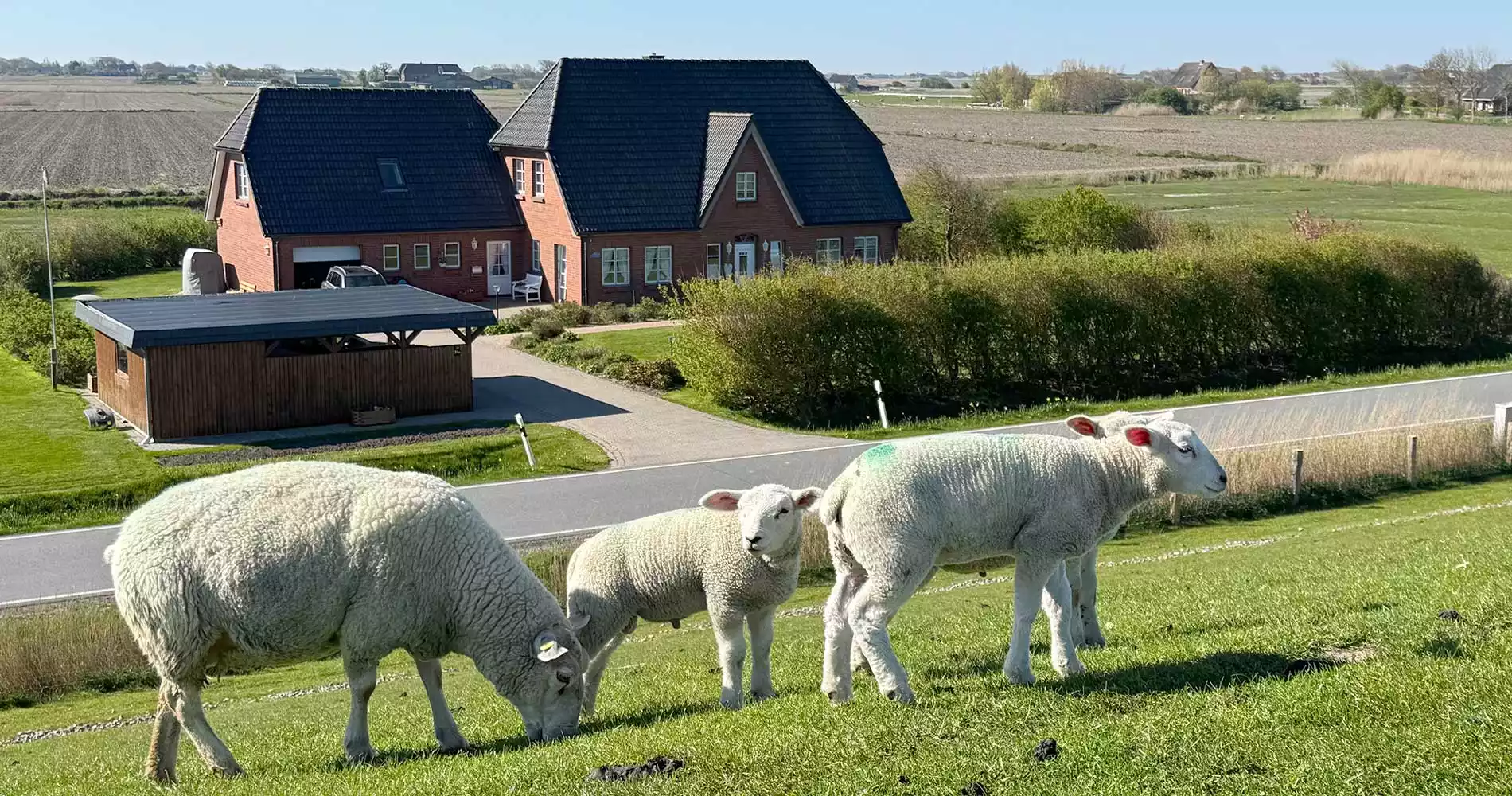 pellworm-zwischen-wattenmeer-sternenhimmel-und-echterinselruhe