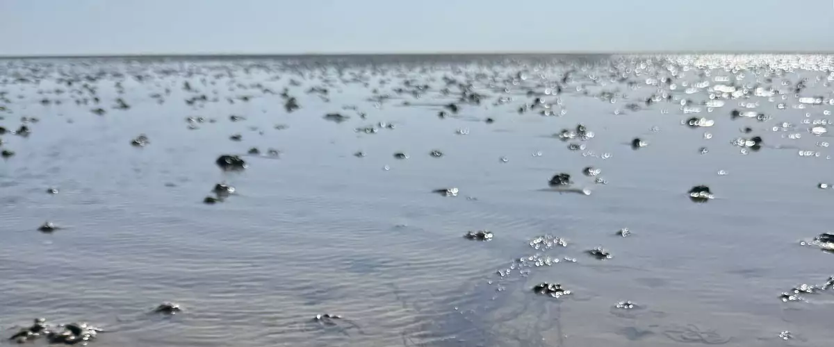 Blick über das weite Wattenmeer vor Pellworm