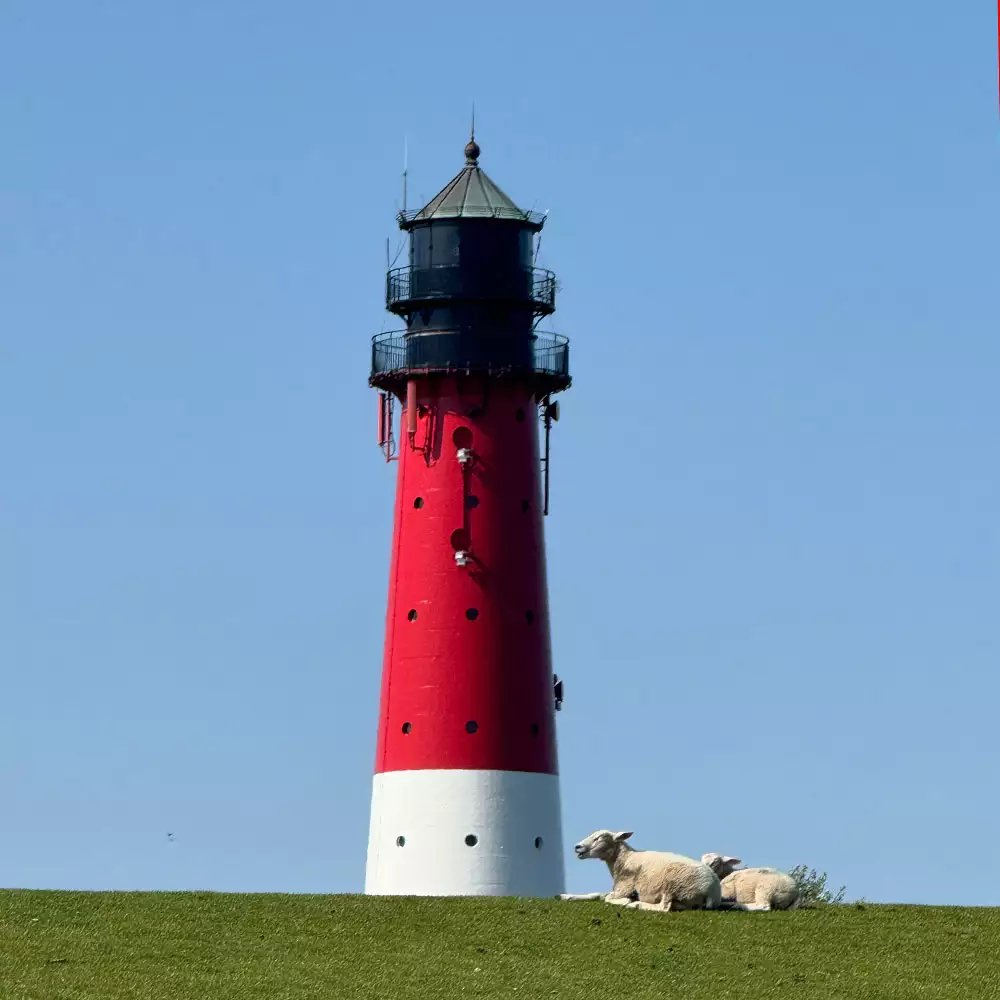 Schafe kuscheln sich zusammen, auf dem Deich am Pellwormer Leuchtturm