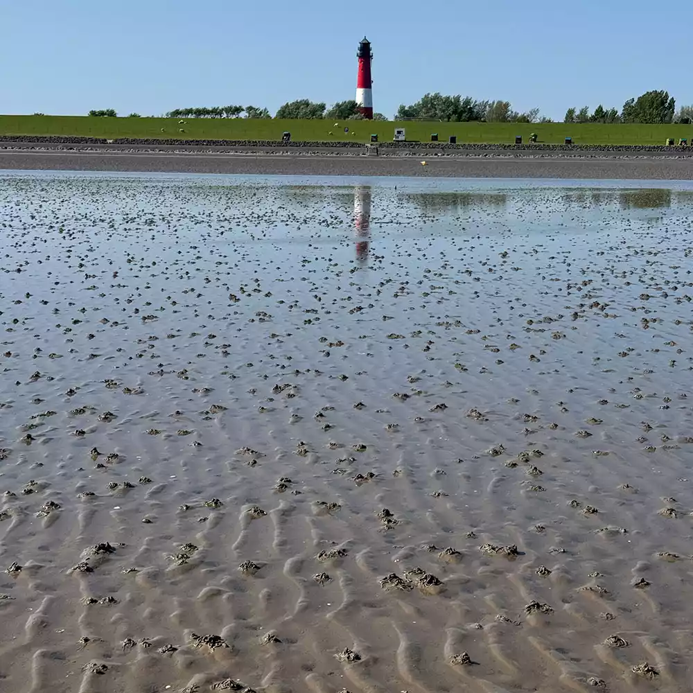 Pellwormer Leuchtturm: Hier beginnen einige geführte Wattwanderungen