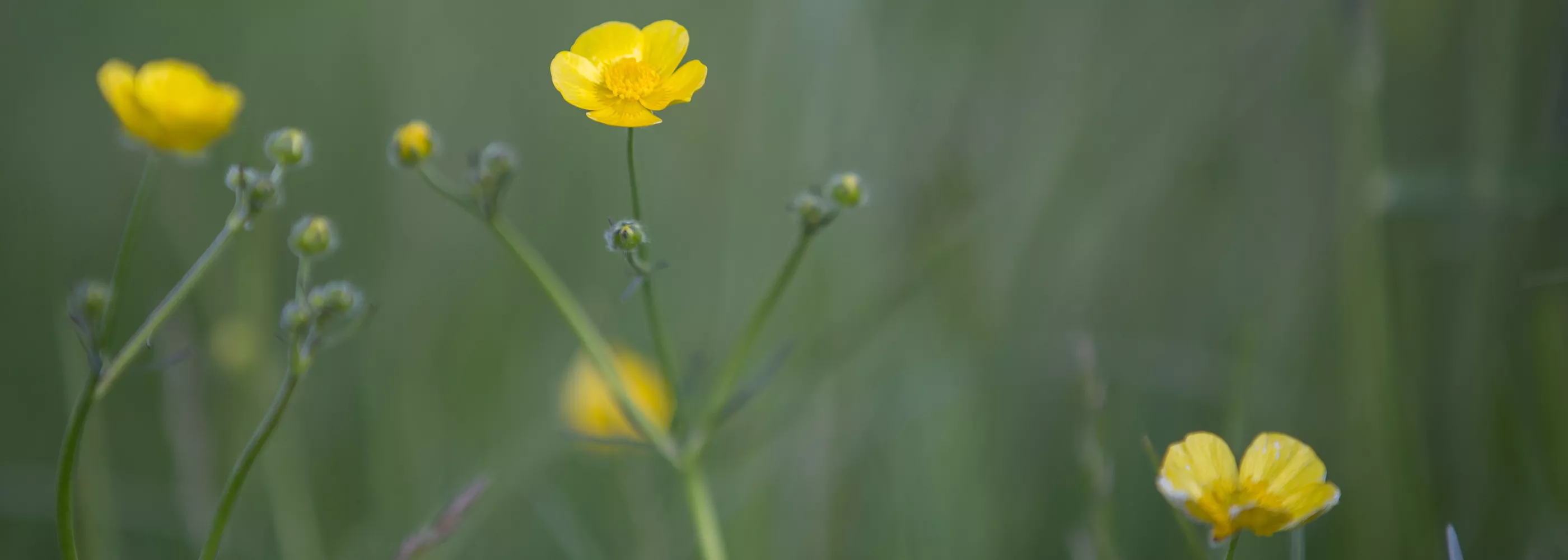 Wiese mit gelb blühenden Butterblumen auf Pellworm in ruhiger Naturlandschaft