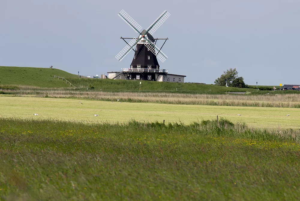 Blick von der Ferienwohnung über Wiesen und Felder zur Nordermühle Pellworm