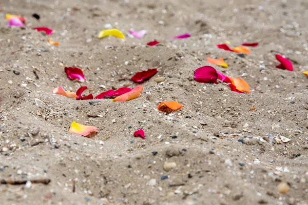 Muschelsand mit Rosenblättern als Symbol für romantischen Urlaub zu zweit auf Pellworm