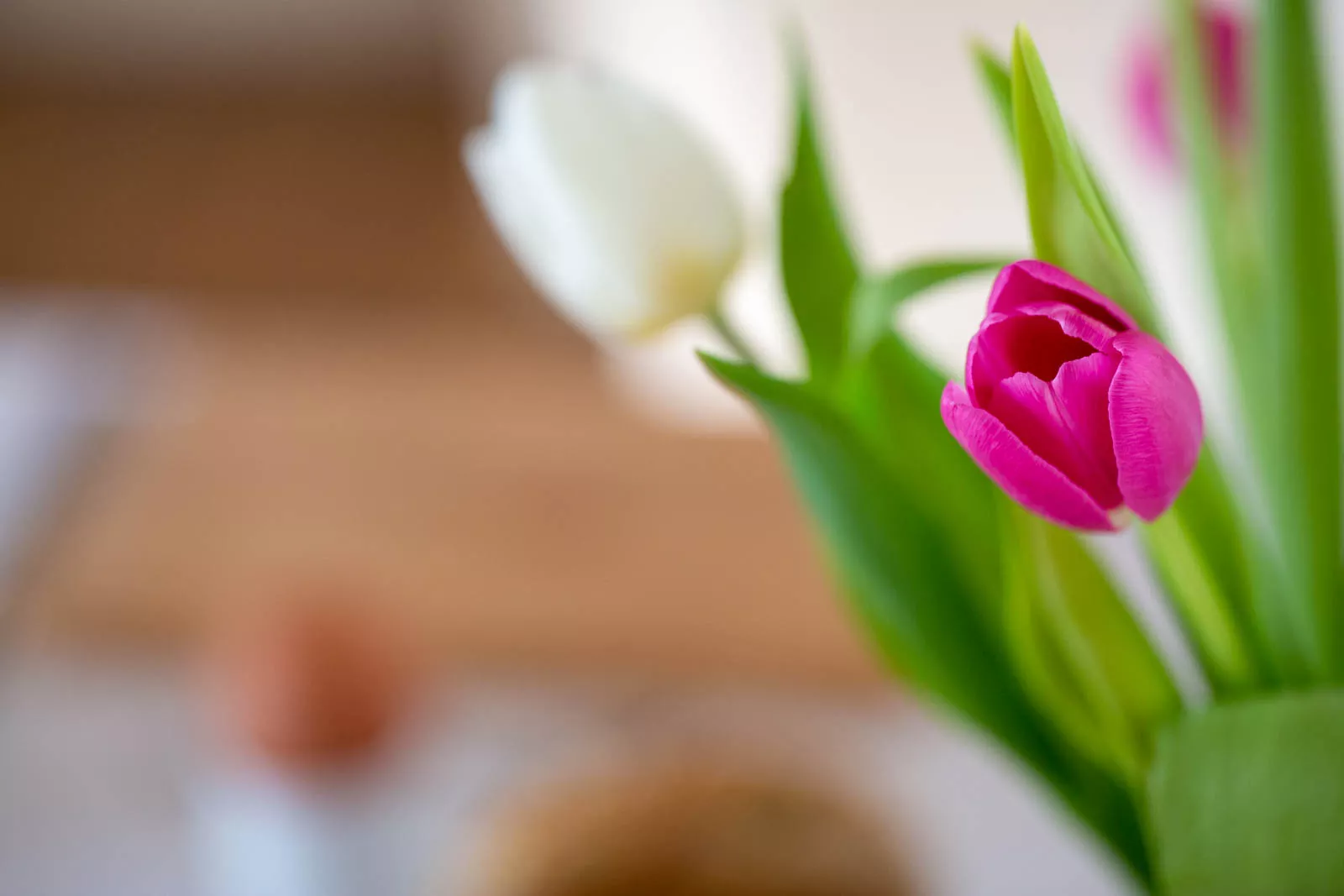 Gedeckter Frühstückstisch mit Brötchen, Ei und Tulpen in der Ferienwohnung auf Pellworm
