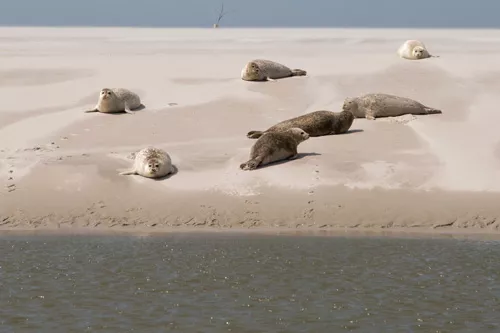 Seehunde auf einer Sandbank im Wattenmeer vor Pellworm während eines Schiffsausflugs