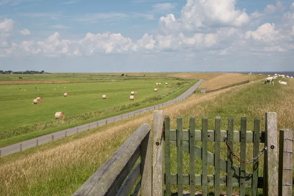Deichlandschaft mit Schafen, Strohballen und weiter Natur auf Pellworm